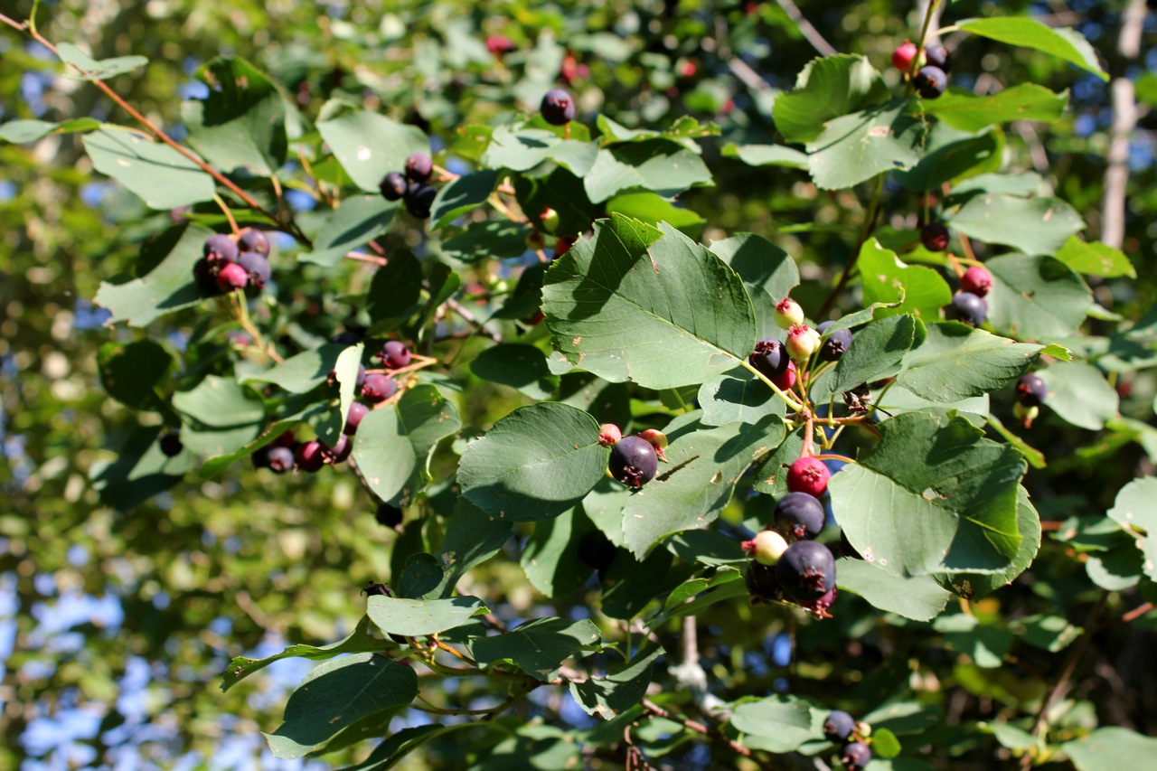 Saskatoon Berries