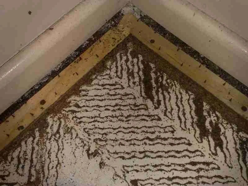 Pest Control Caboolture & Termite Treatments by Sunshine Pest Management