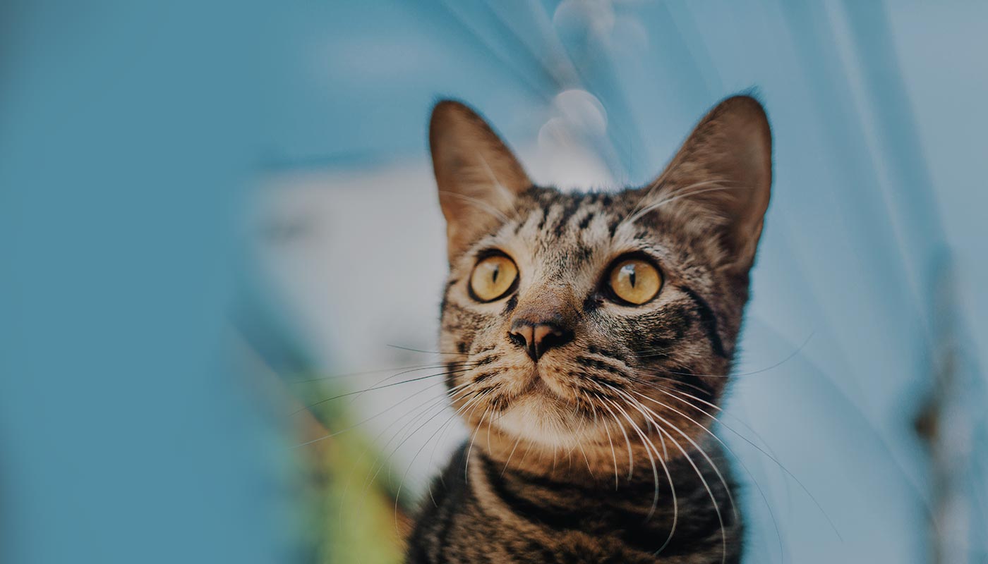 Cats for Adoption Cabot Animal Support Services CASS