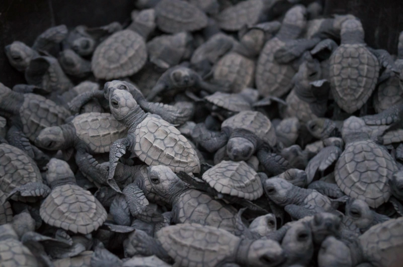 Cabo Turtle Release Cabo Trek