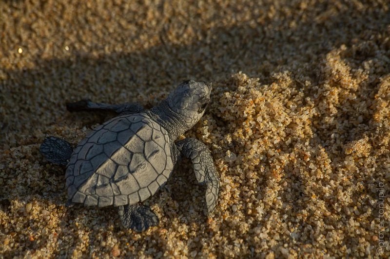Cabo Turtle Release Cabo Trek
