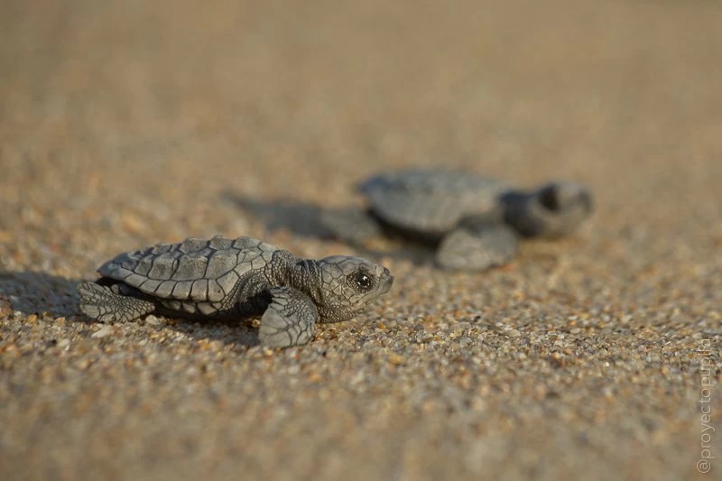 Cabo Turtle Release Cabo Trek