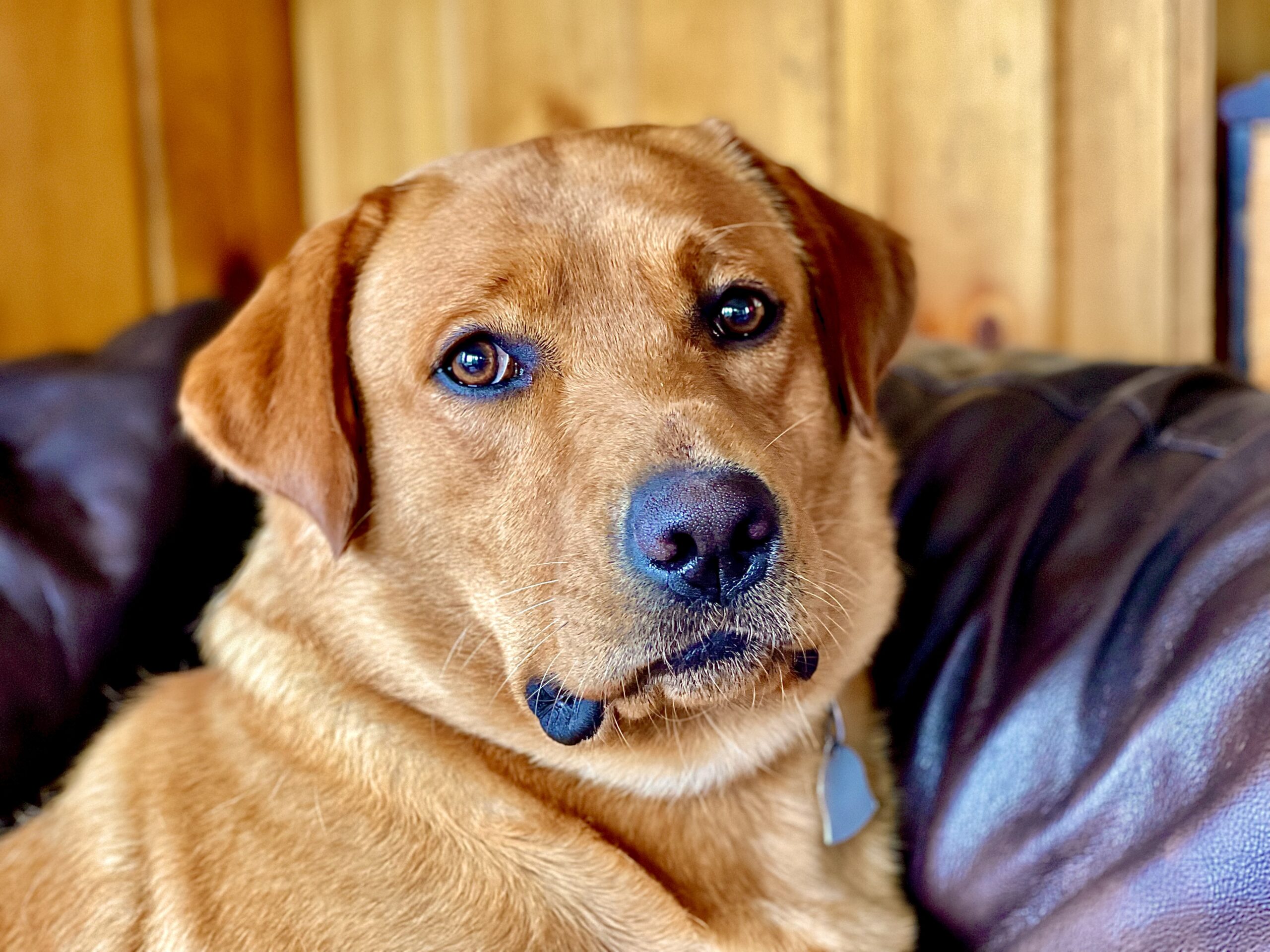 Dog Licenses Cabot Vermont