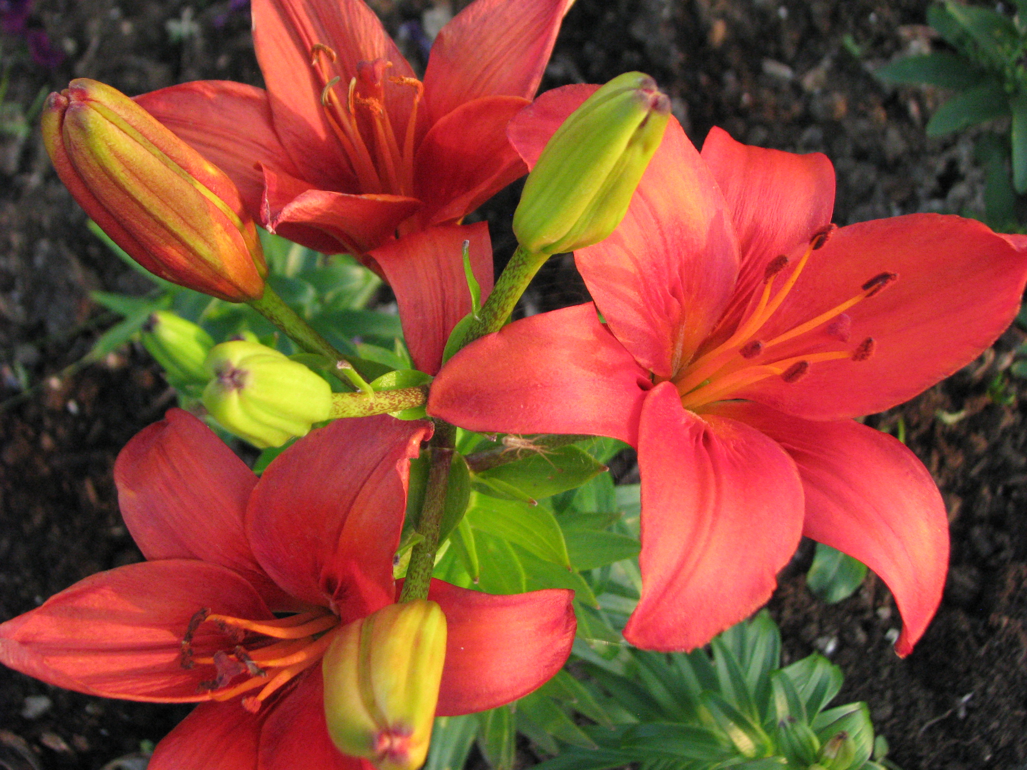 Cabri Community Garden Town of Cabri