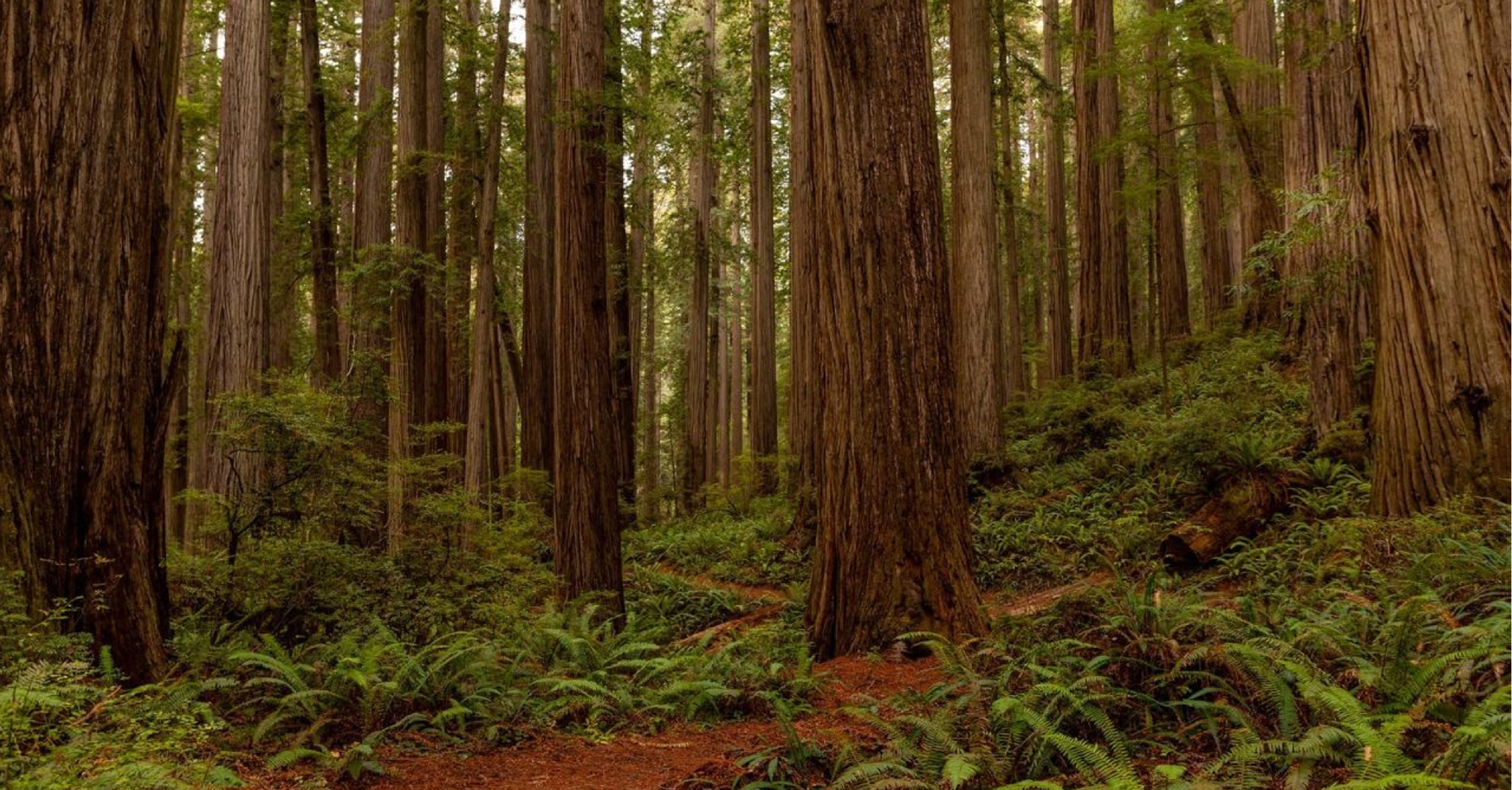 Grow Wide/Grow Together Leadership Lessons from the Redwoods CACE