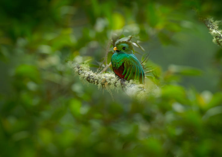 Where to Go BirdWatching in Costa Rica 2020 Travel
