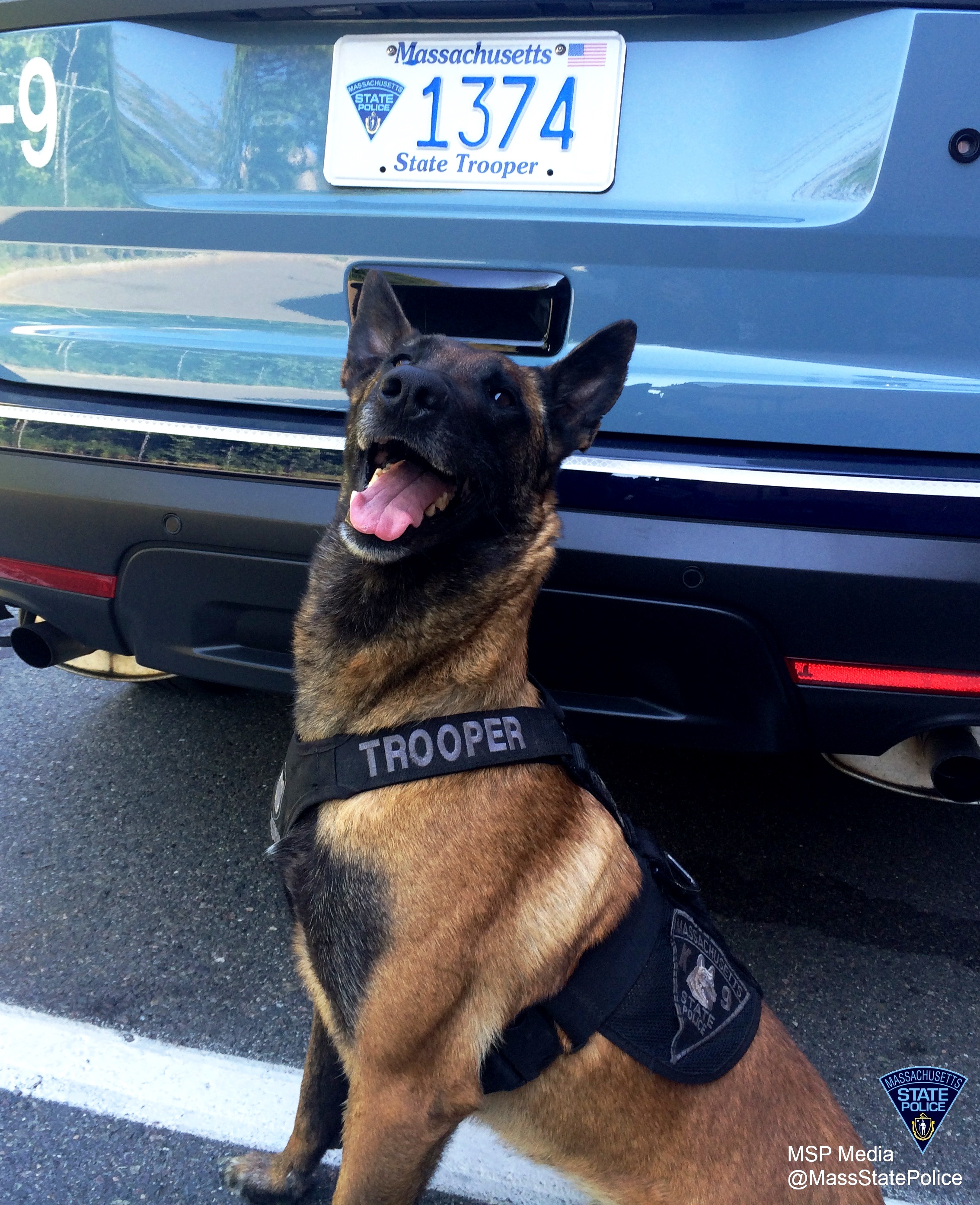 17 Dog Heroes of the Massachusetts State Police