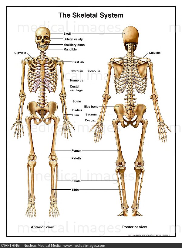 STOCK IMAGE, illustration of the human skeletal system skeleton