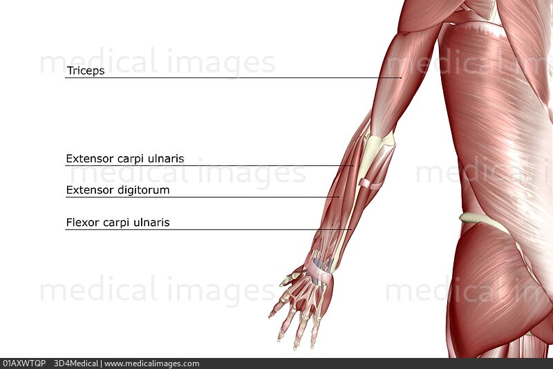 Posterior Upper Limb Muscles