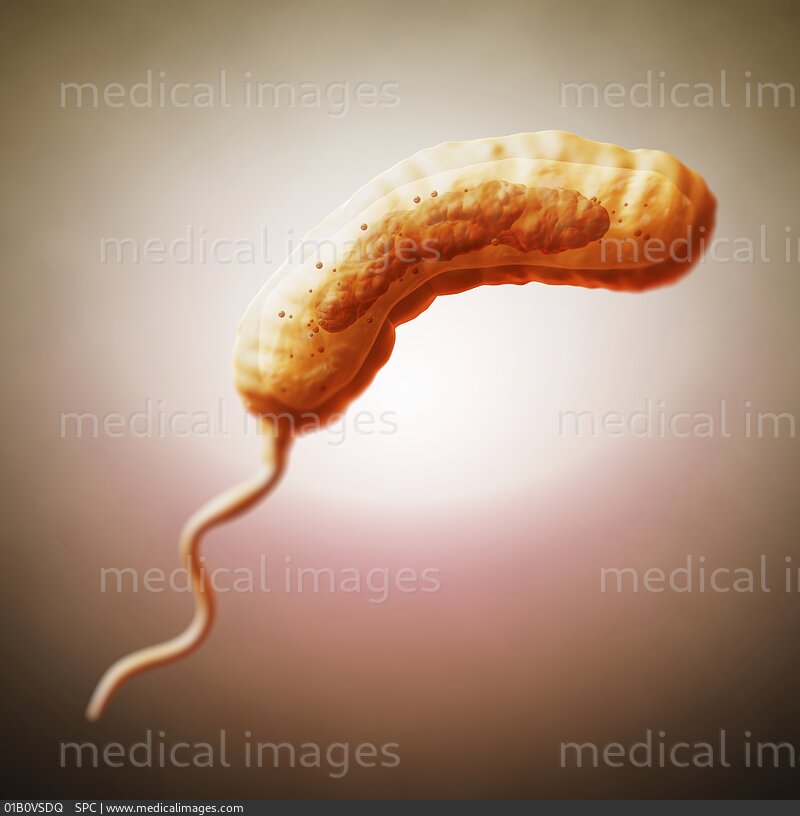 STOCK IMAGE, diagram of a vibrio cholerae bacterium which