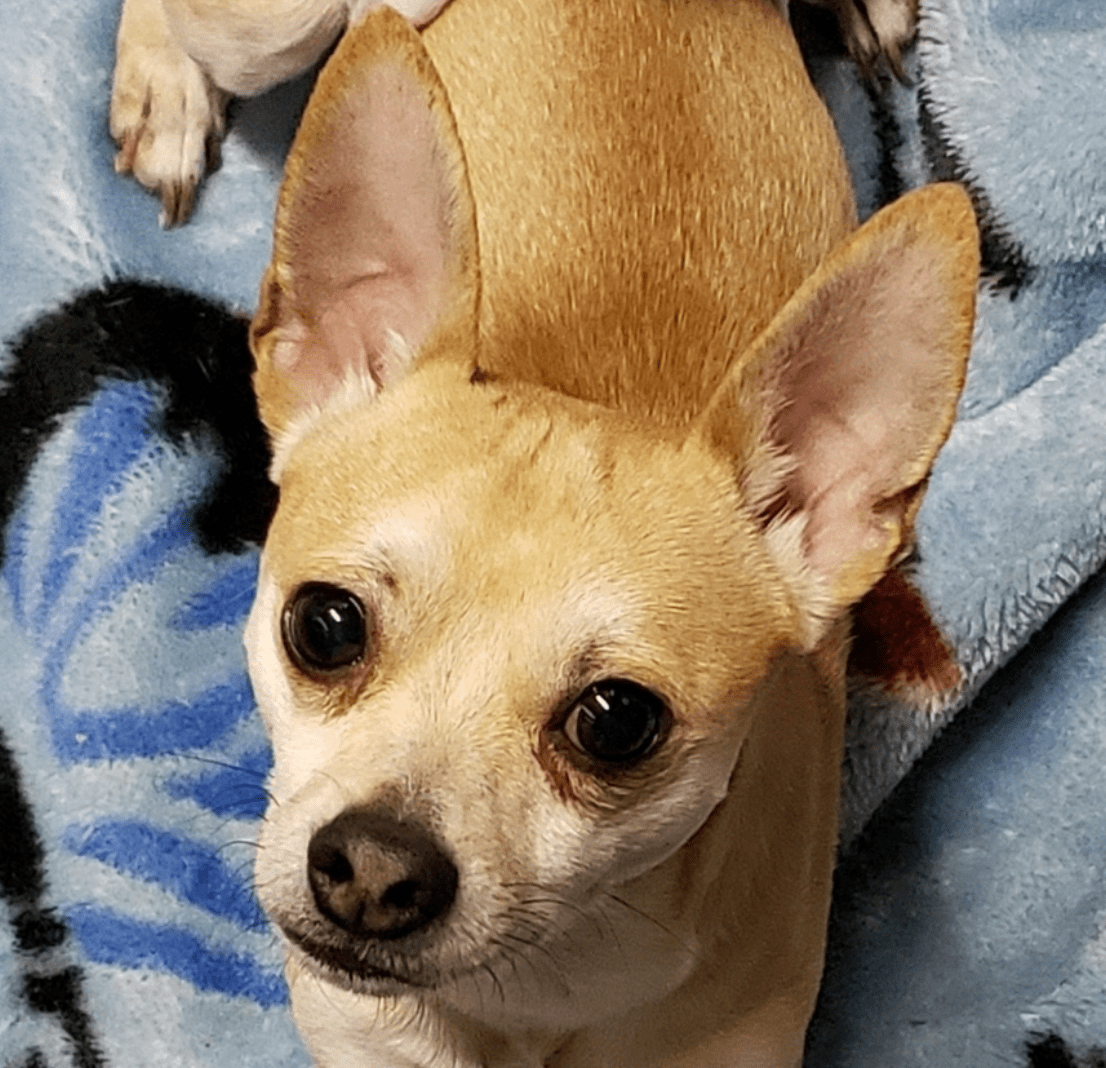 Albums 98+ Pictures Pets In Need Redwood City Photos Excellent