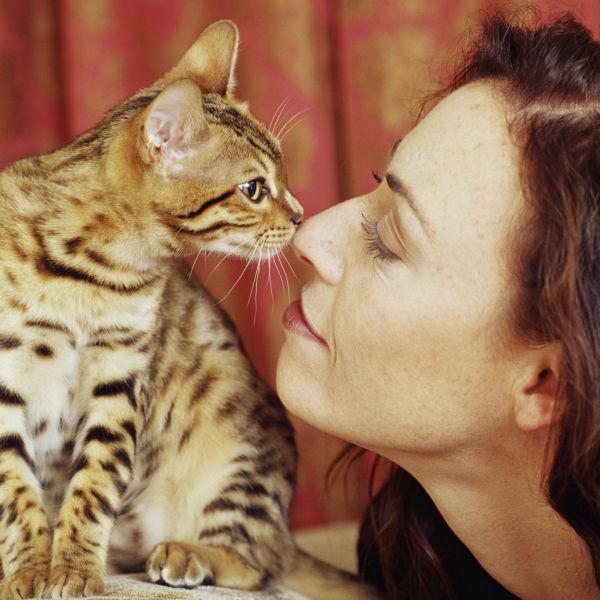 Animaux autant d’amour pour un chat que pour son homme ?