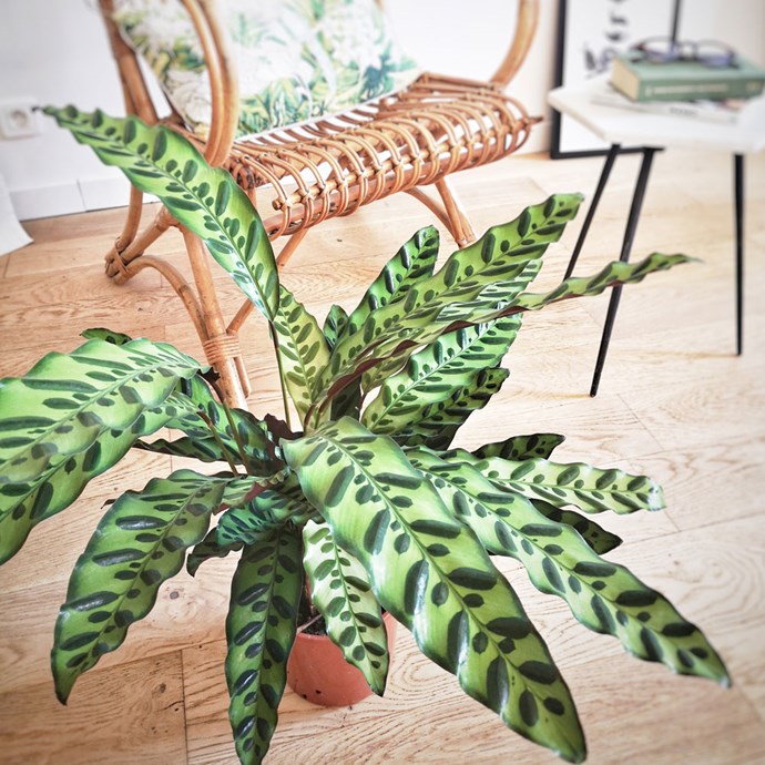 Calathea, plante tropicale originale Nature & Découvertes