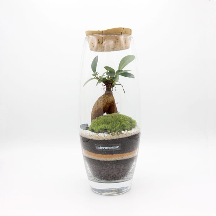 Terrarium Virgile en kit DIY Nature & Découvertes