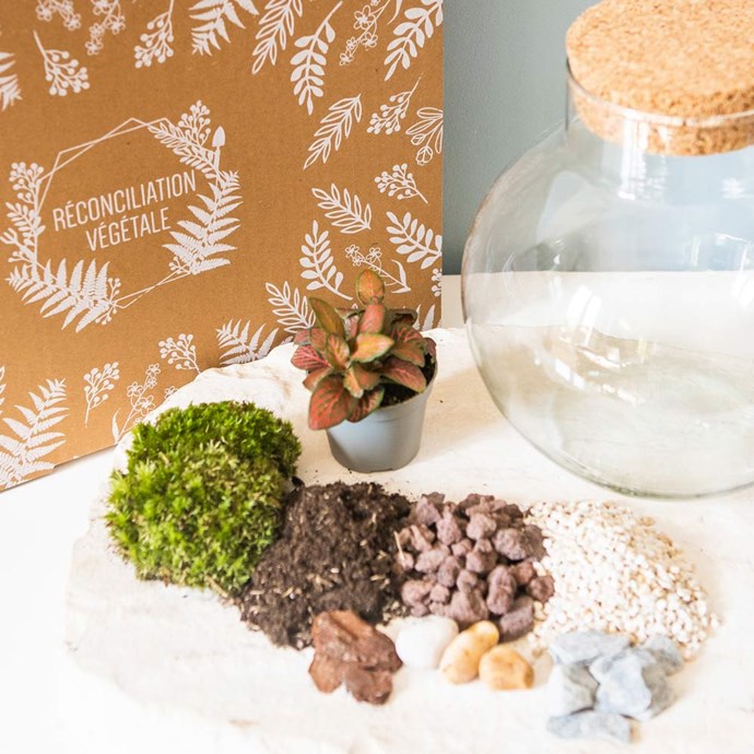 Kit diy pour terrarium 1 fittonia rouge Nature & Découvertes