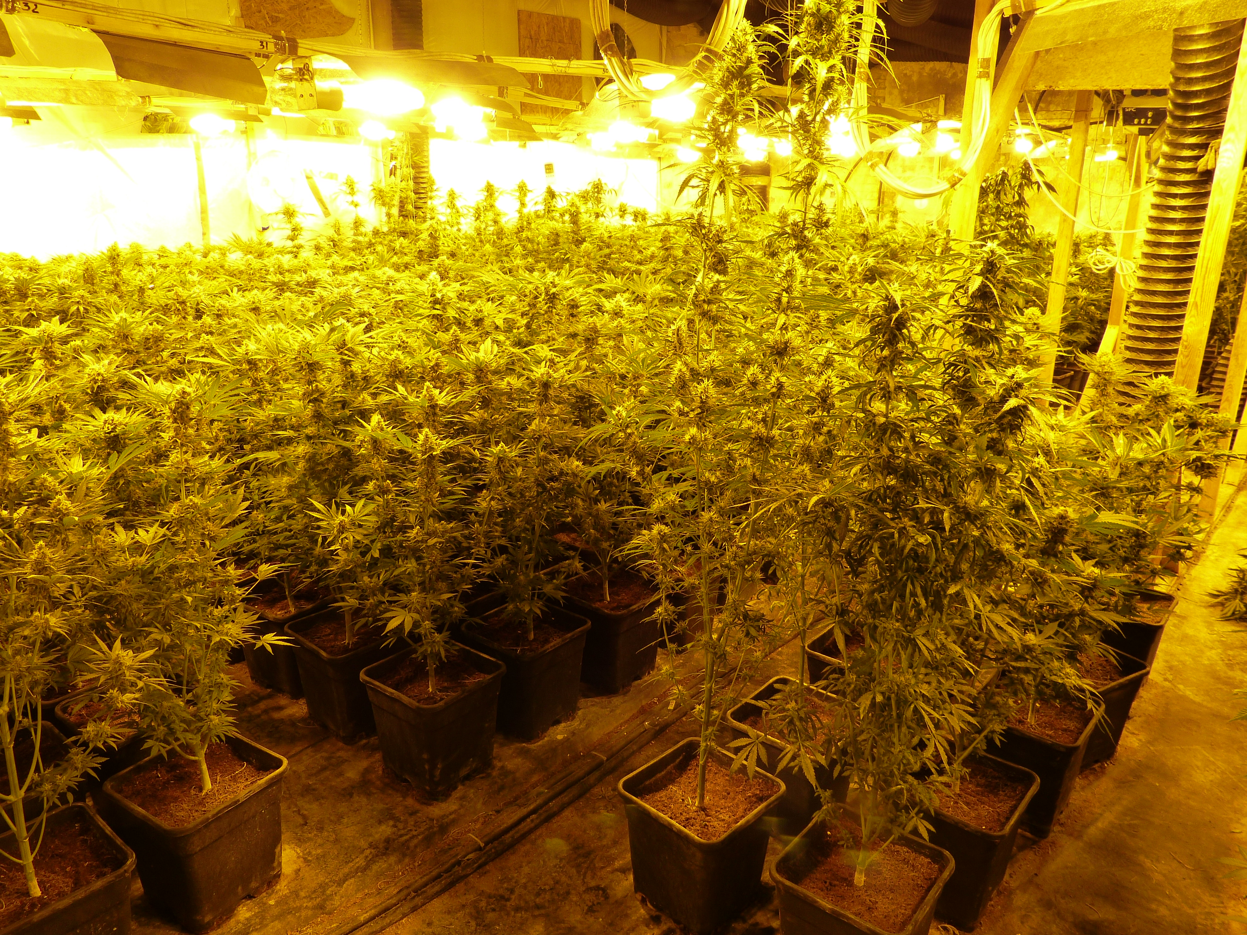 ZOLLDD Zollfahndung hebt große Indoor Plantage für Marihuana aus