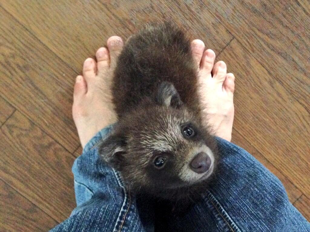 そんな目でみつめないでぇ!! 甘えん坊な赤ちゃんタヌキに悶死寸前 トゥギャッチ