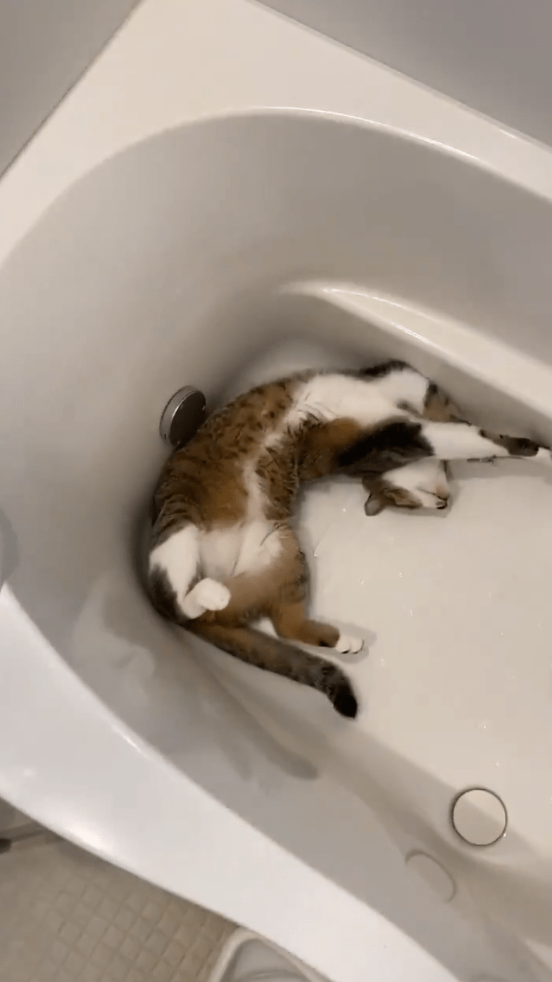 まるで猫の軽井沢！？ お風呂場を避暑地にする猫さんたちのくつろぎっぷりがハンパない トゥギャッチ