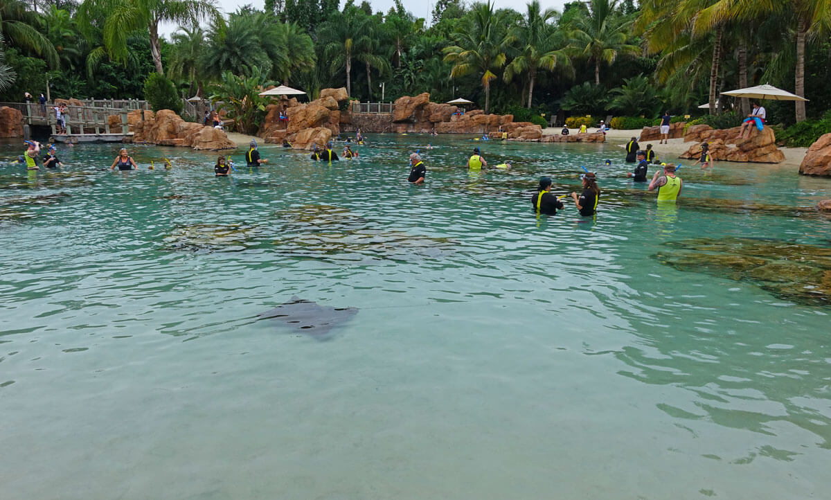 Why Discovery Cove Is One of Orlando's Top Attractions