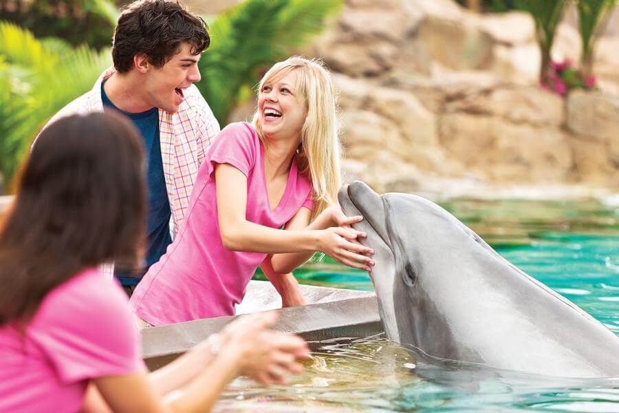 Dolphin Cove SeaWorld Orlando Discount Tickets
