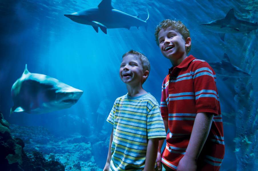 Shark Encounter SeaWorld Orlando Discount Tickets