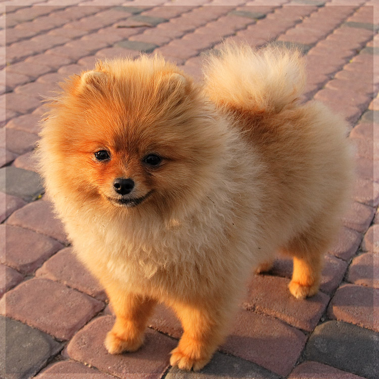 Raça Lulu da Pomerânia ⋆ cachorrosderaca