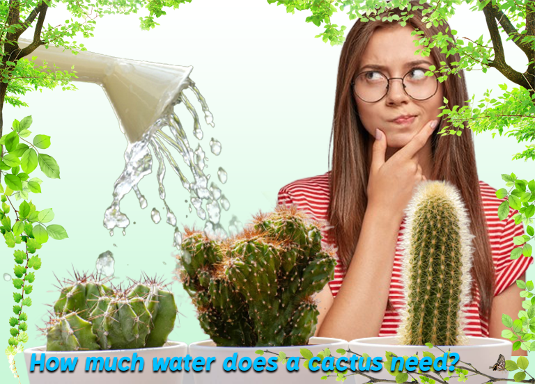 DOES THE CACTUS NEED MORE WATER? CactiFam29