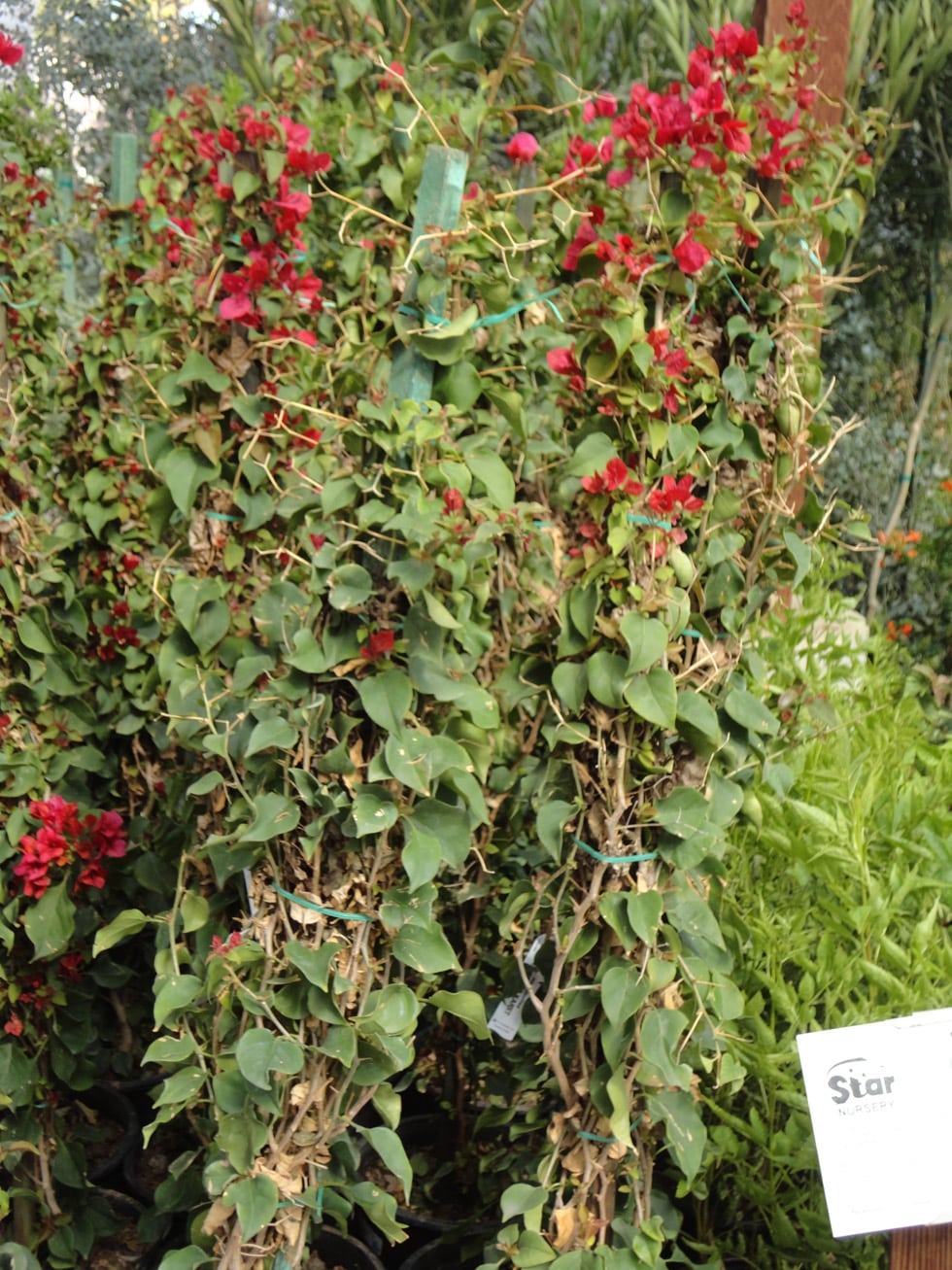 Shrubs · Cacti Landscapes Las Vegas