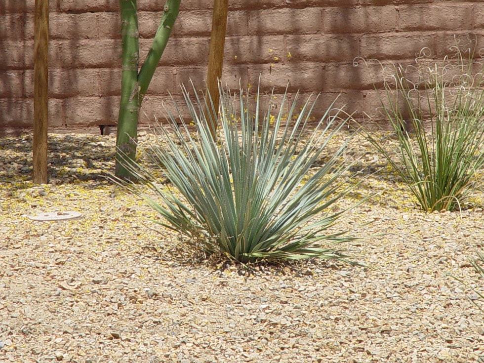 Succulents & Cacti · Cacti Landscapes Las Vegas