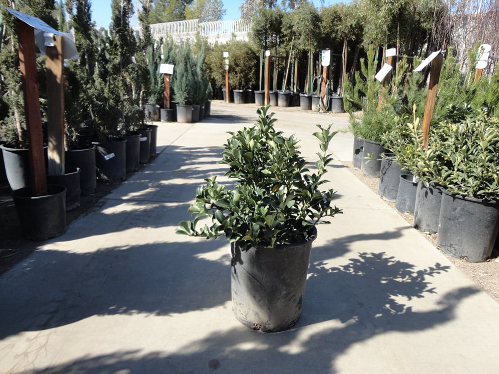 Shrubs · Cacti Landscapes Las Vegas