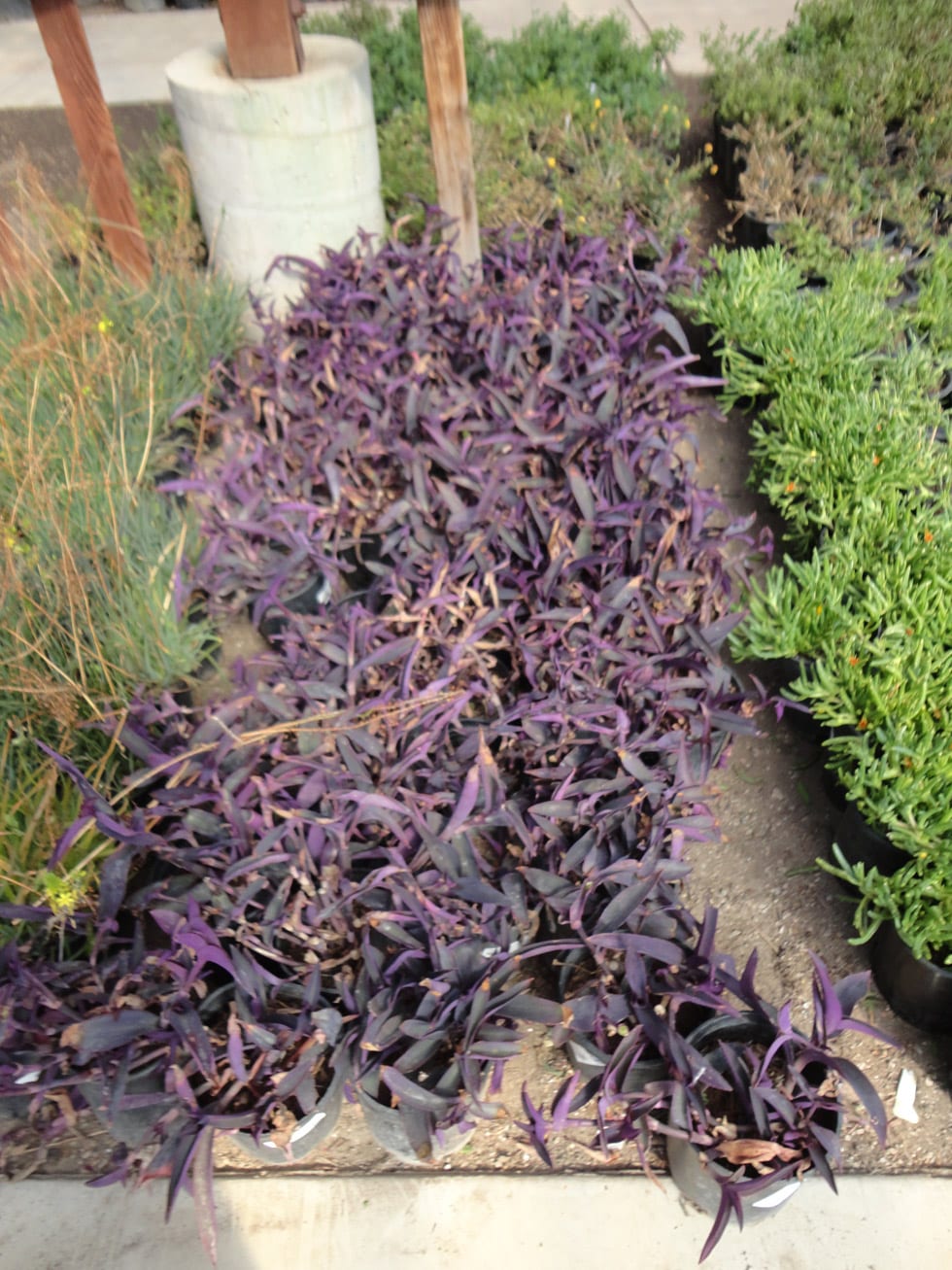 Groundcovers Cacti Landscapes Las Vegas