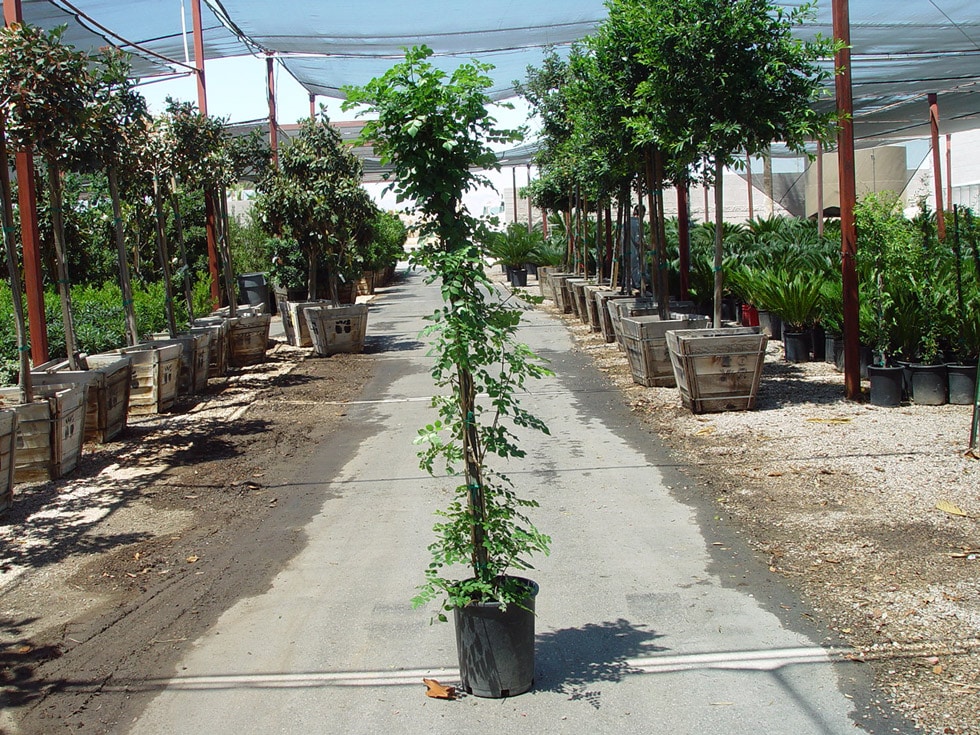 Shrubs · Cacti Landscapes Las Vegas