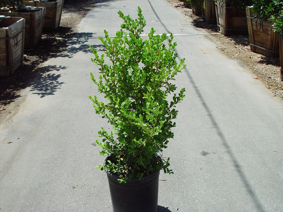 Shrubs · Cacti Landscapes Las Vegas
