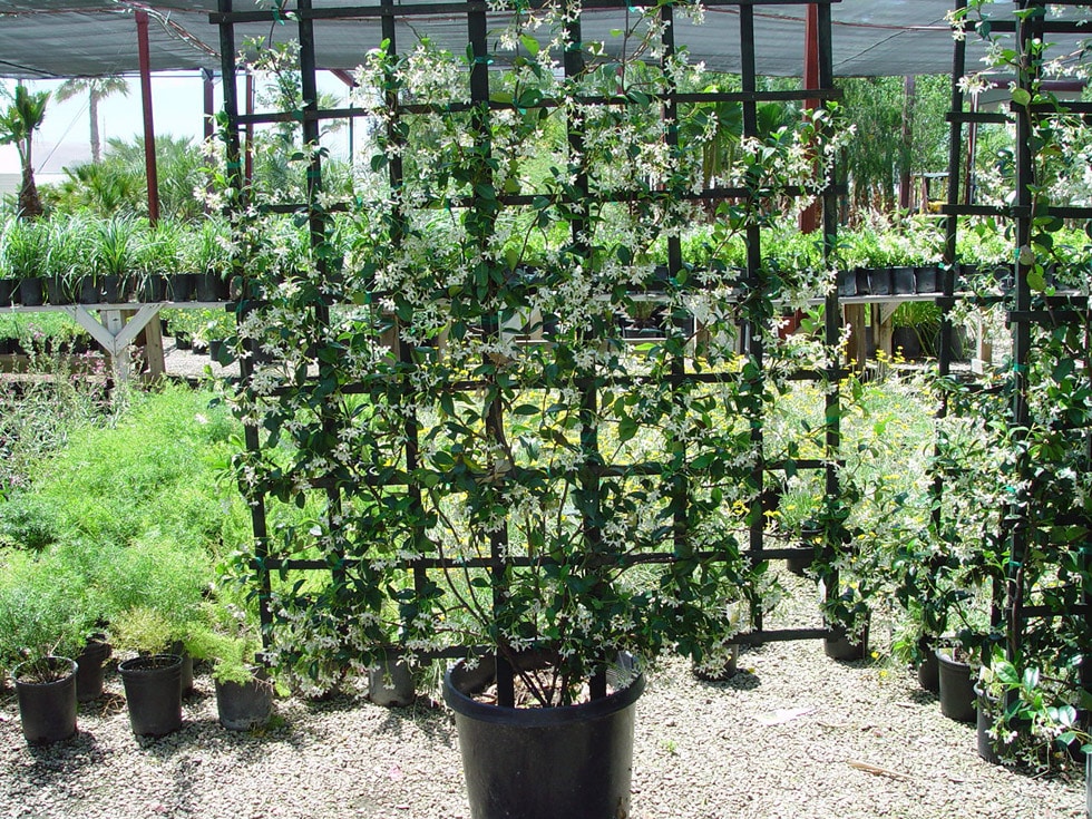 Shrubs · Cacti Landscapes Las Vegas