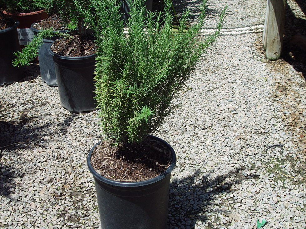 Shrubs · Cacti Landscapes Las Vegas