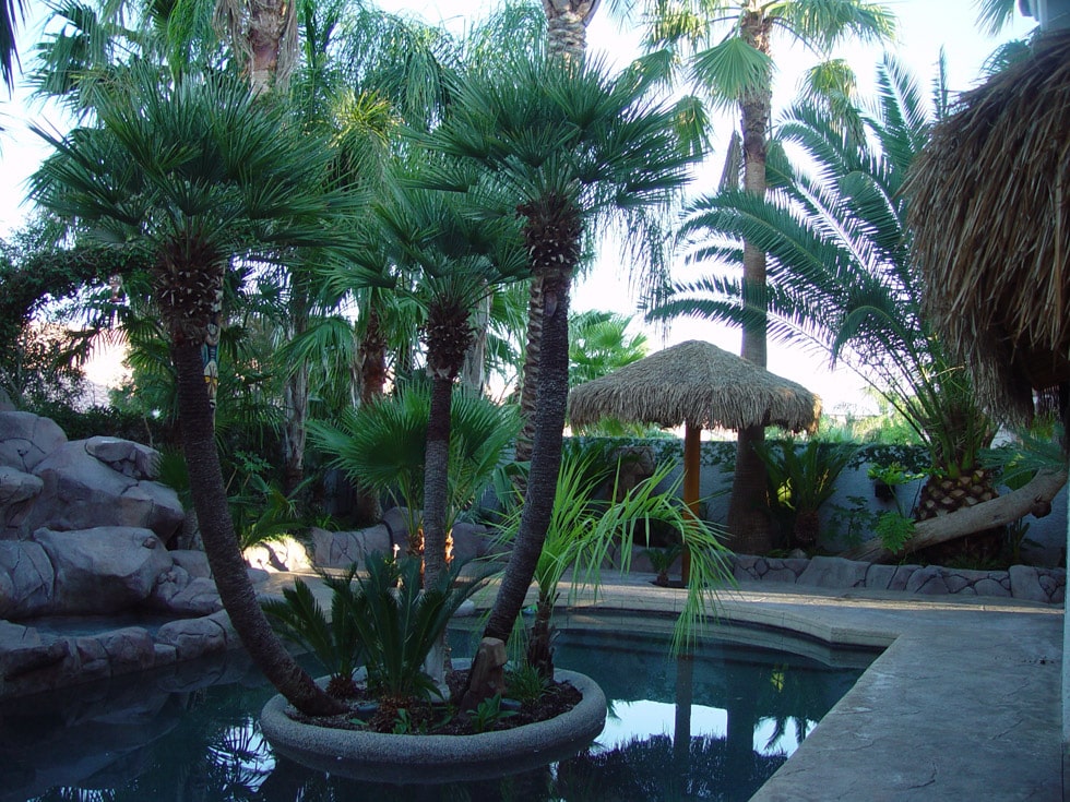 Las Vegas & Henderson, NV Landscaping Images Cacti Landscapes