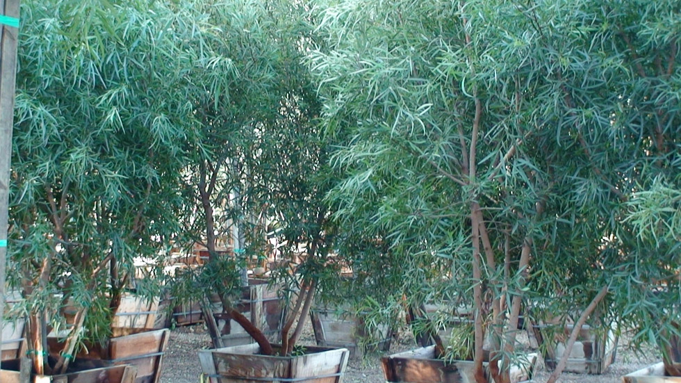 African Sumac Tree Las Vegas Maybe you would like to learn more about