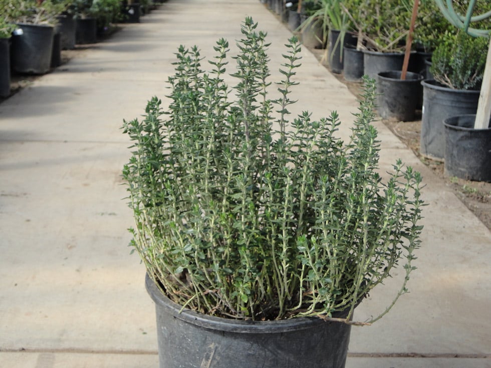 Desert Flowering Plants Las Vegas Best Flower Site