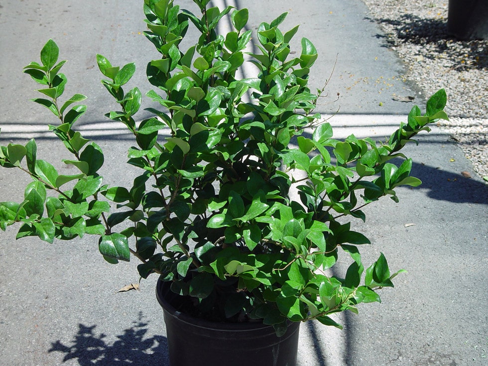 Las Vegas & Henderson, NV Landscaping Shrubs Cacti Landscapes