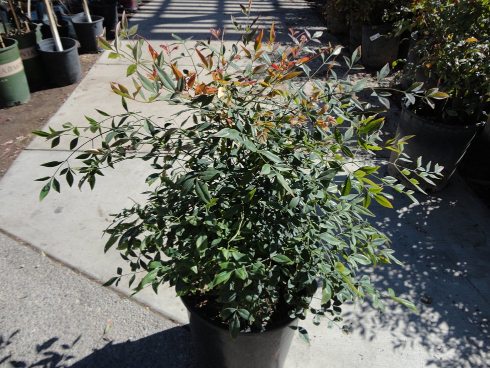 Las Vegas & Henderson, NV Landscaping Shrubs Cacti Landscapes