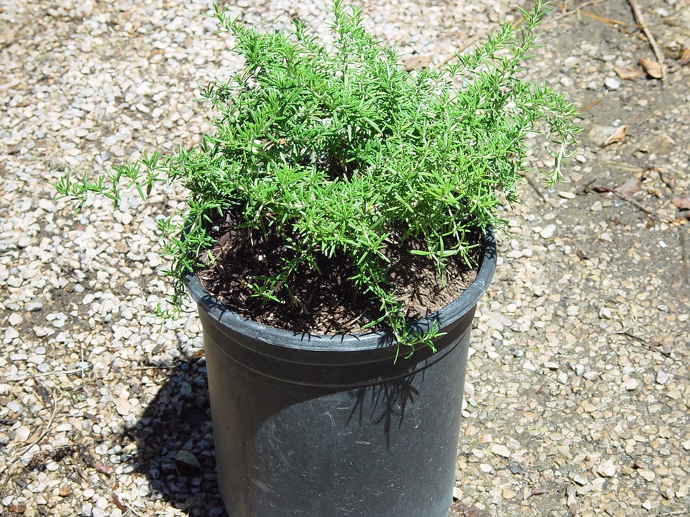 Shrubs Cacti Landscapes Las Vegas