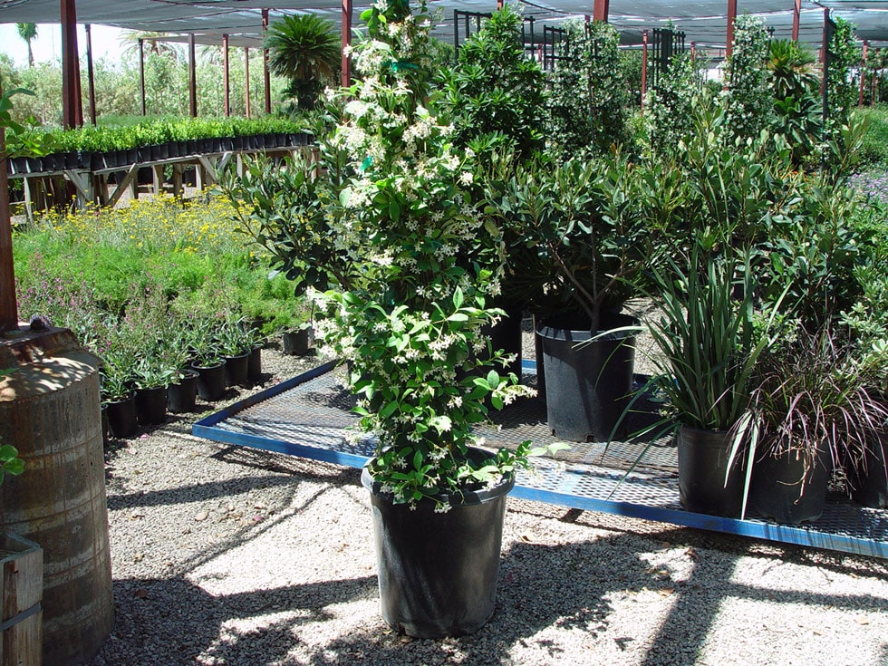 Las Vegas & Henderson, NV Landscaping Shrubs Cacti Landscapes