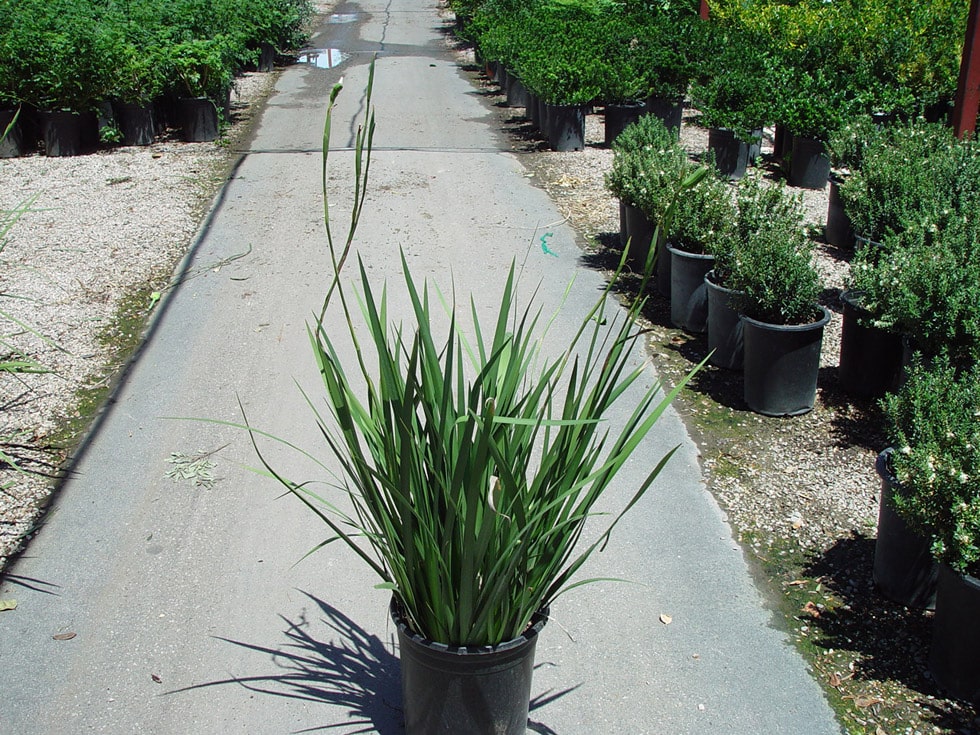 Las Vegas & Henderson, NV Landscaping Shrubs Cacti Landscapes