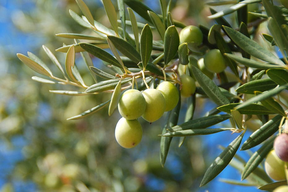 Las Vegas & Henderson, NV Tree Spraying Olive Tree Cacti Landscapes