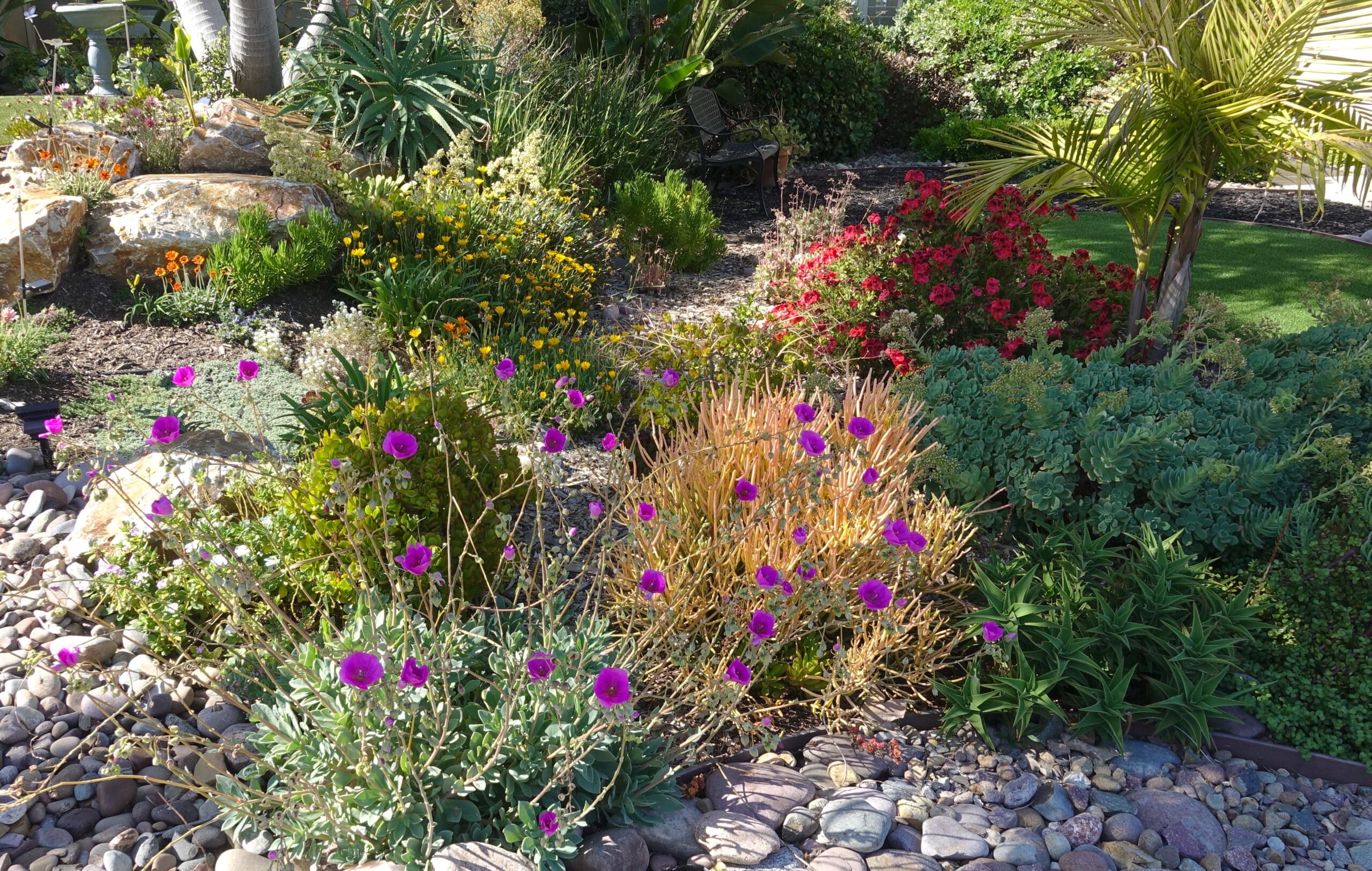 Landscape Design in Las Vegas, NV Cacti Landscapes