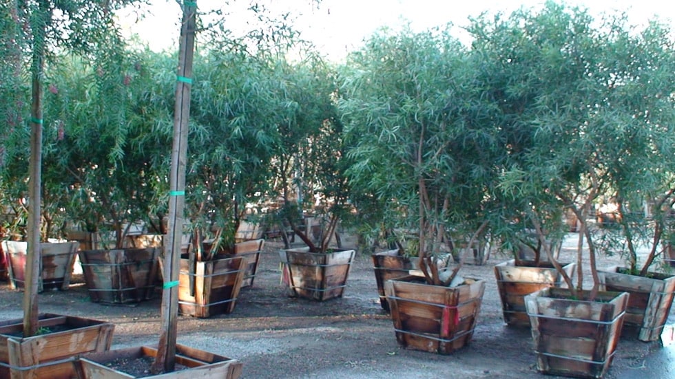 Las Vegas & Henderson, NV Landscaping Trees Cacti Landscapes