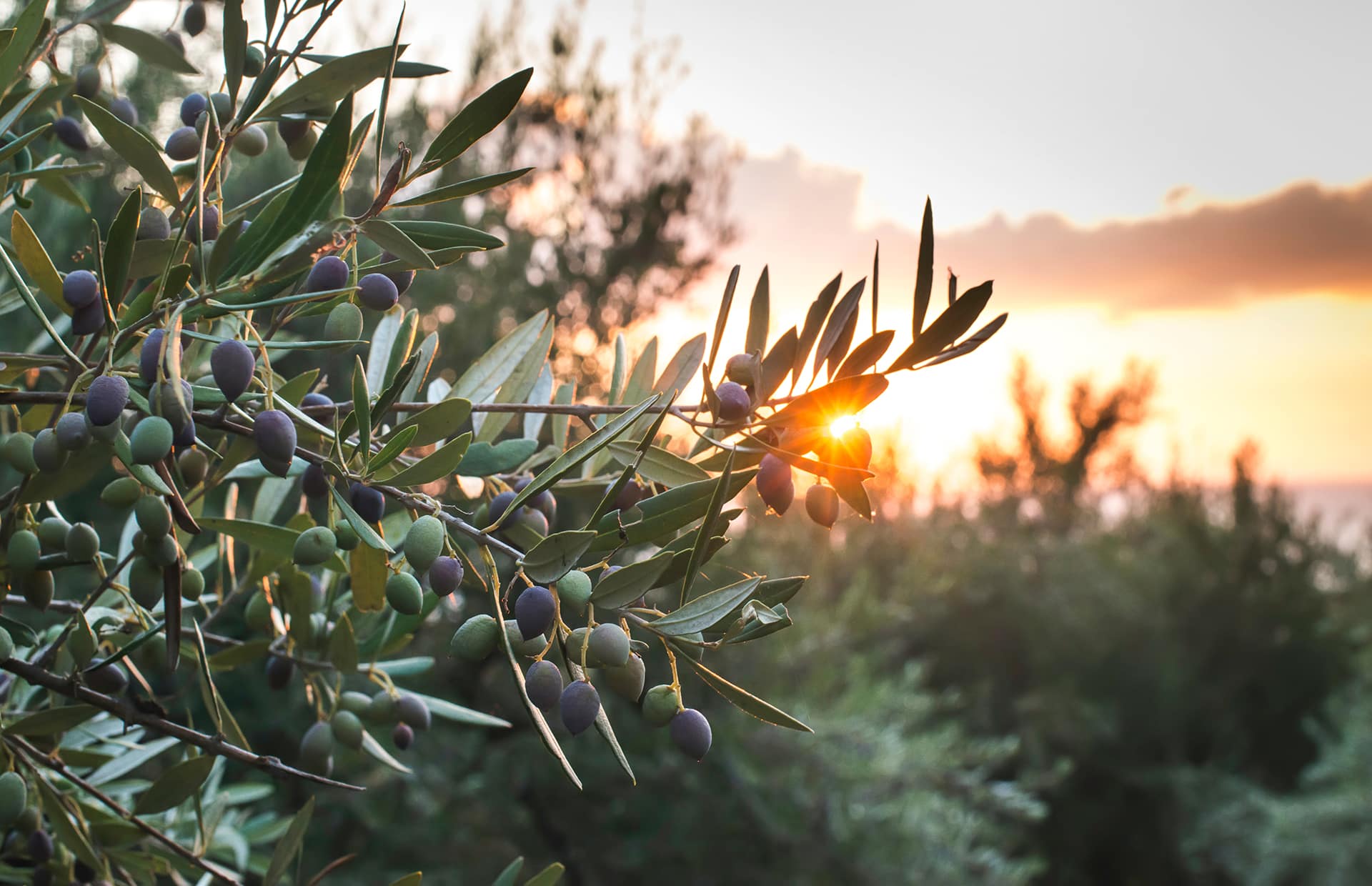Tree Spraying Company in Las Vegas, NV Cacti Landscapes