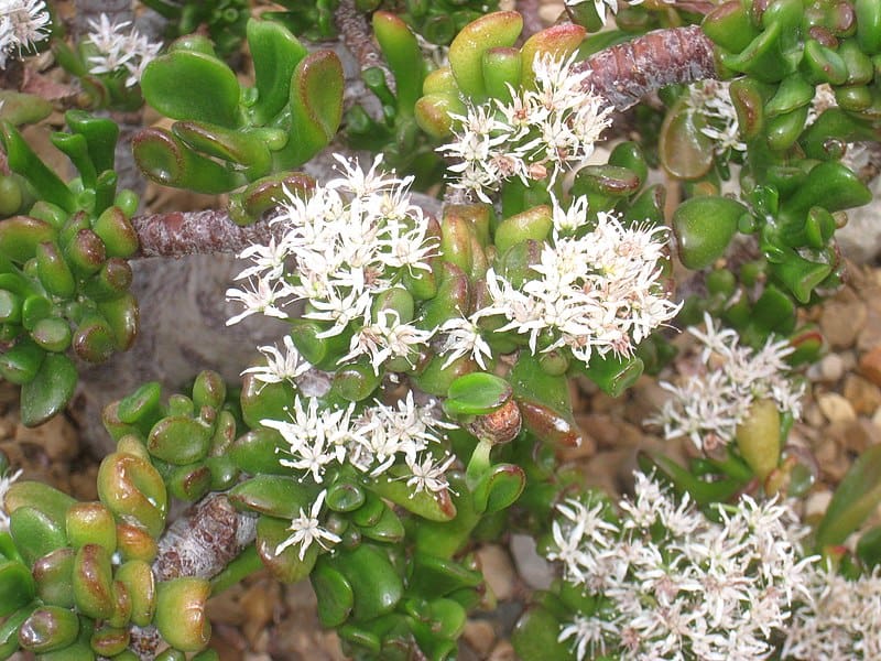 Do Jade Plants Bloom? Cactus Central