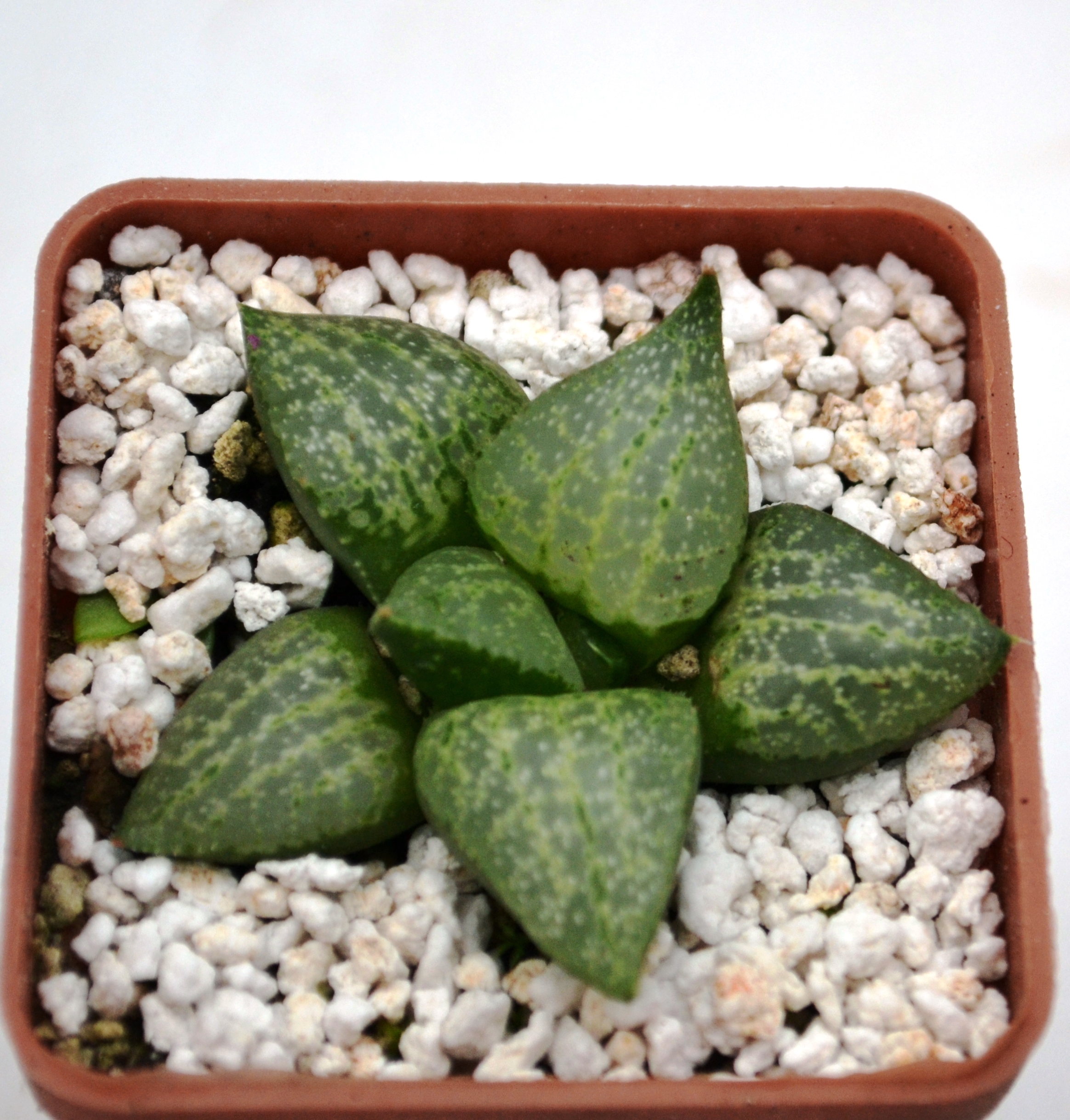 Haworthia comptoniana (Crystal ) —