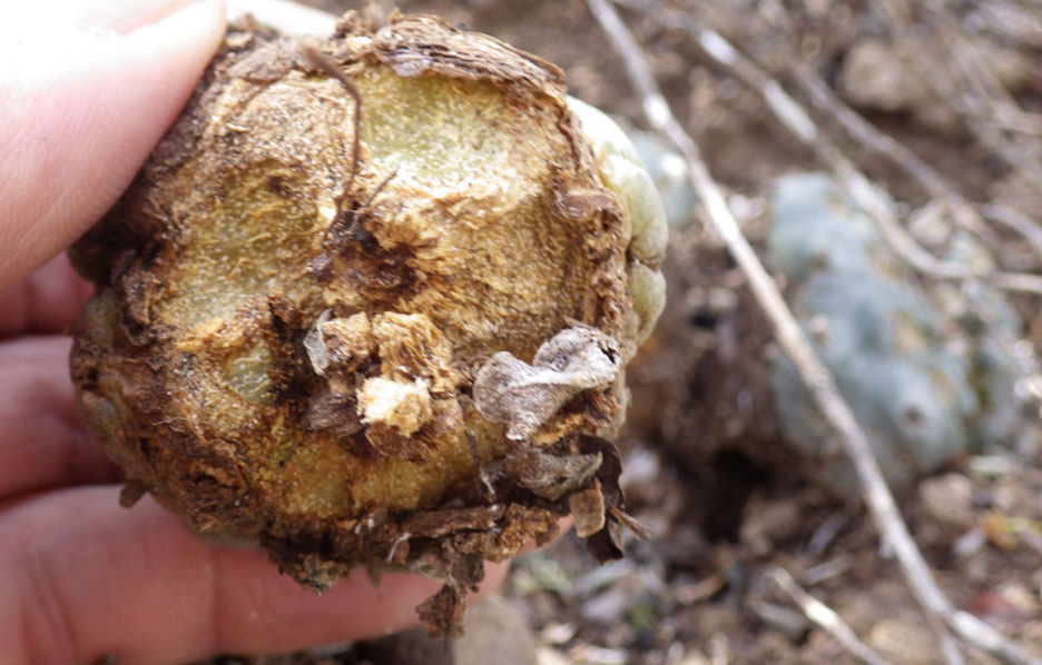 Rabbits Cactus Conservation Institute